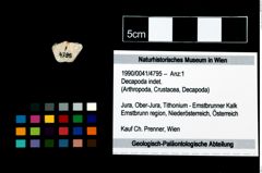 Foto (Objekt + Etikett) von Decapoda indet.  (NHMW-GEO-1990-0041-4795)